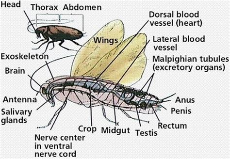 Cockroach Anatomy and Physiology .